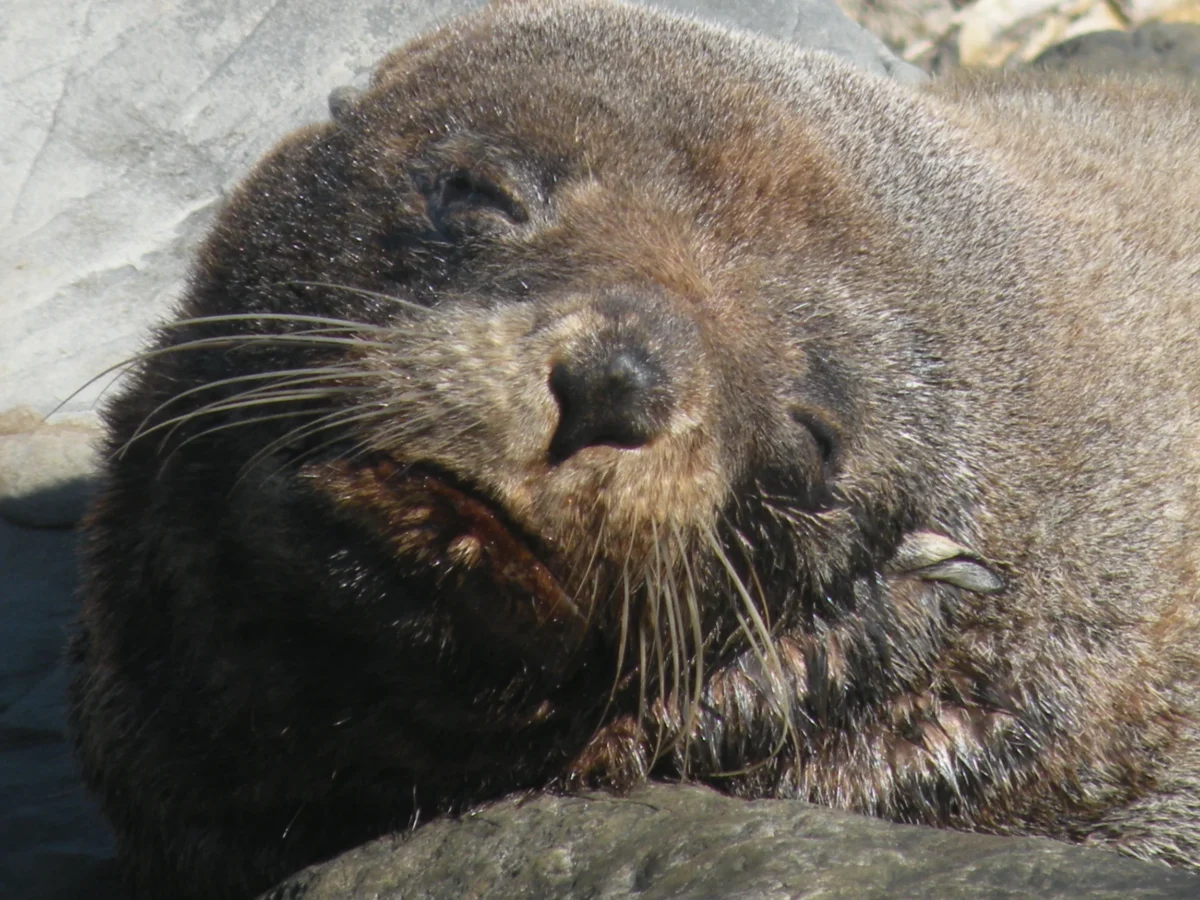 Kaikoura, Nový Zéland