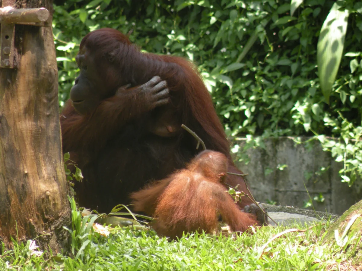 Orangutan v singapurskej ZOO