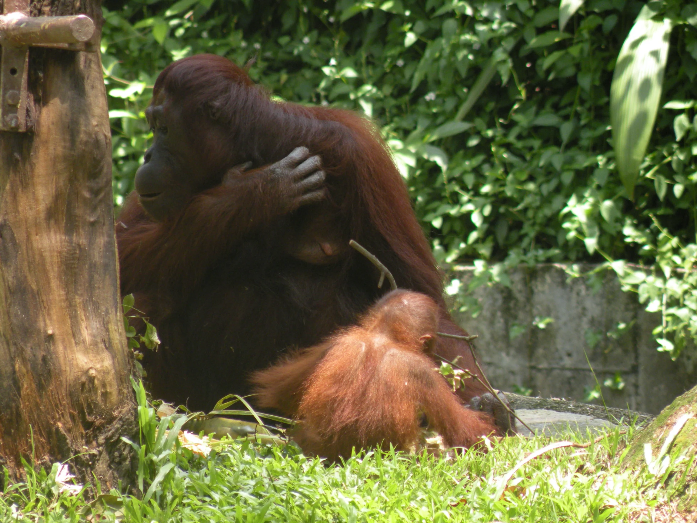 Orangutan v singapurskej ZOO