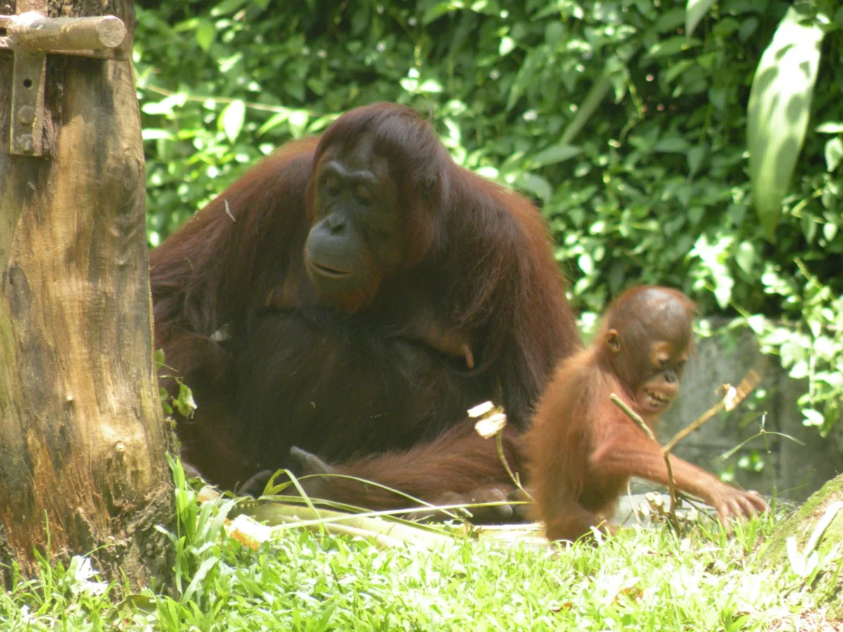 Orangutan v singapurskej ZOO