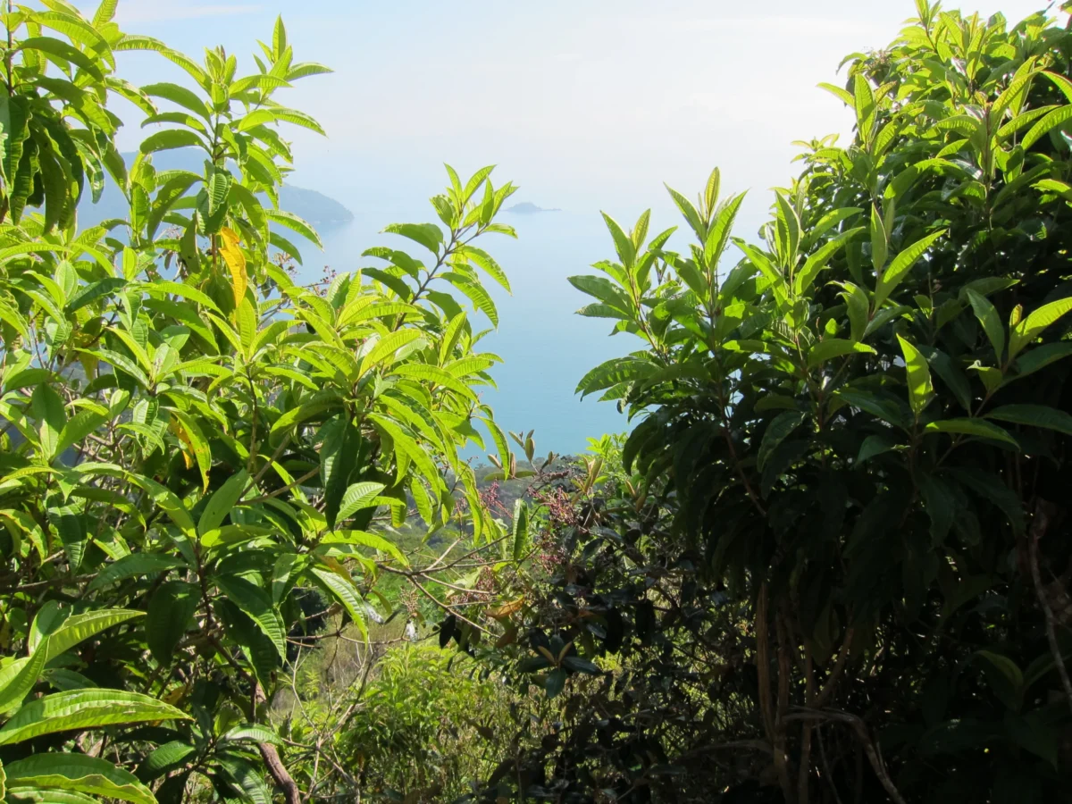 Ilha Grande, Brazília