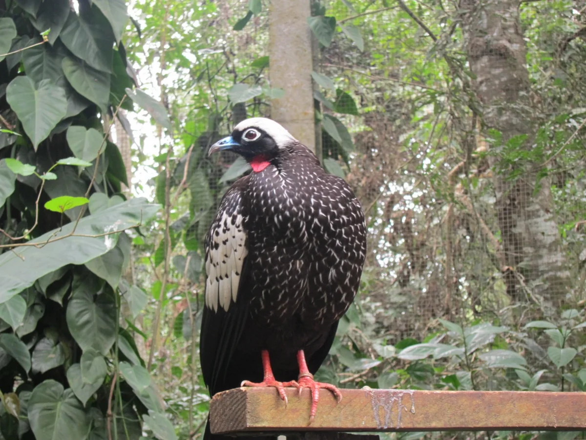 Vodopády Iguazú, Argentína