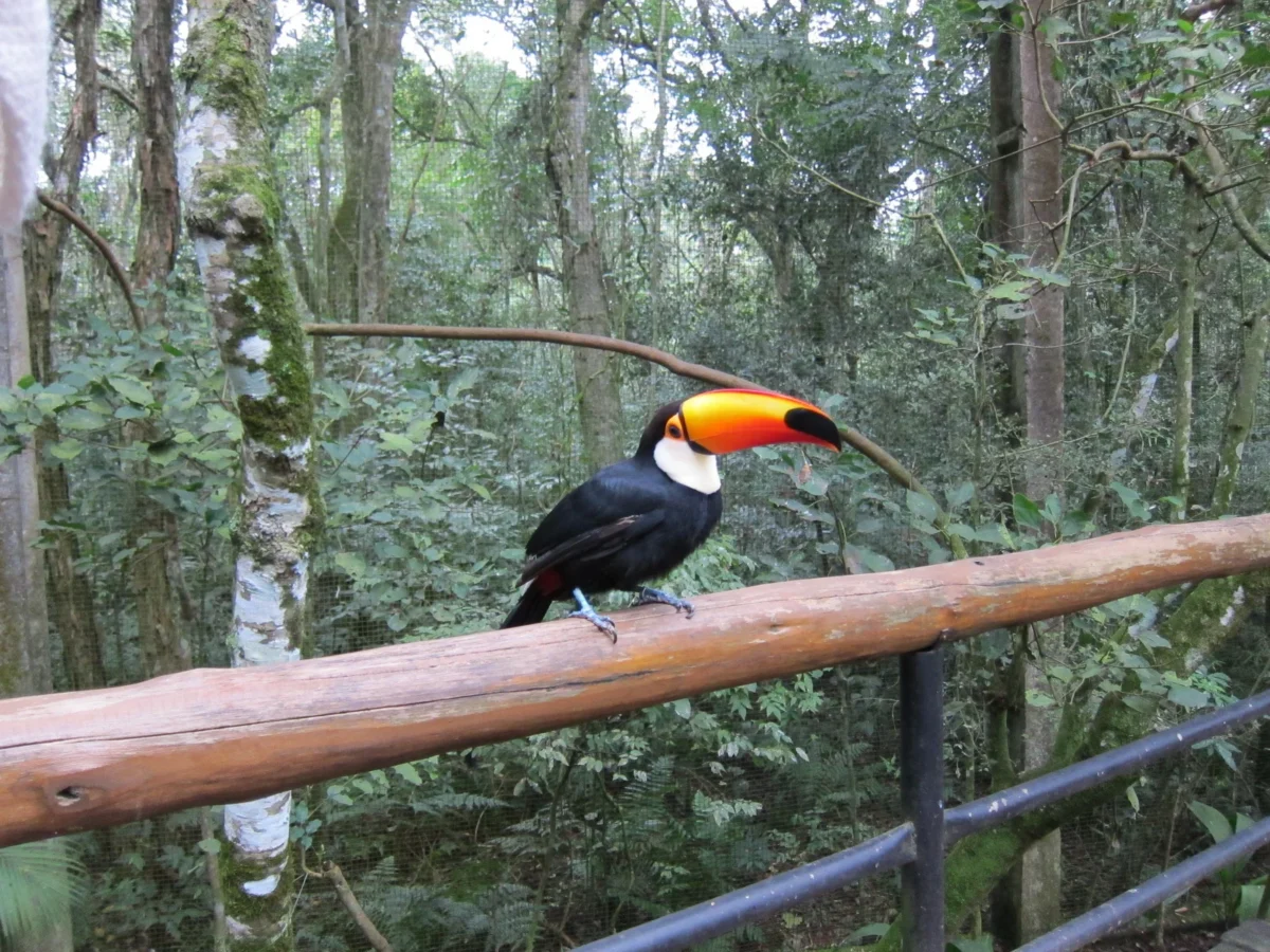 Vodopády Iguazú, Argentína
