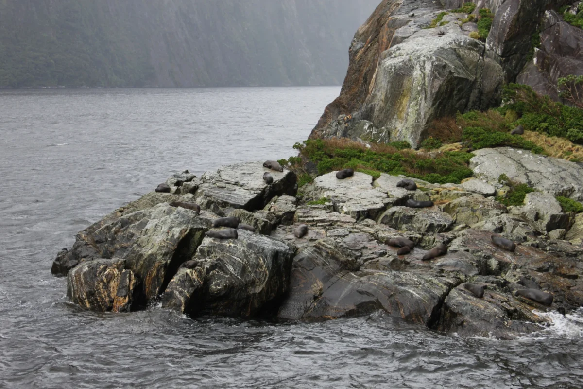Milford Sound, Nový Zéland