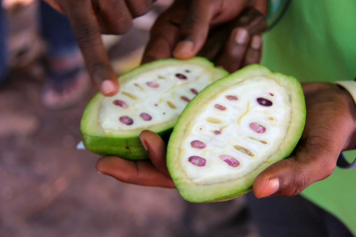 Kakaový plod rozrezaný napoly – spice tour, Zanzibar