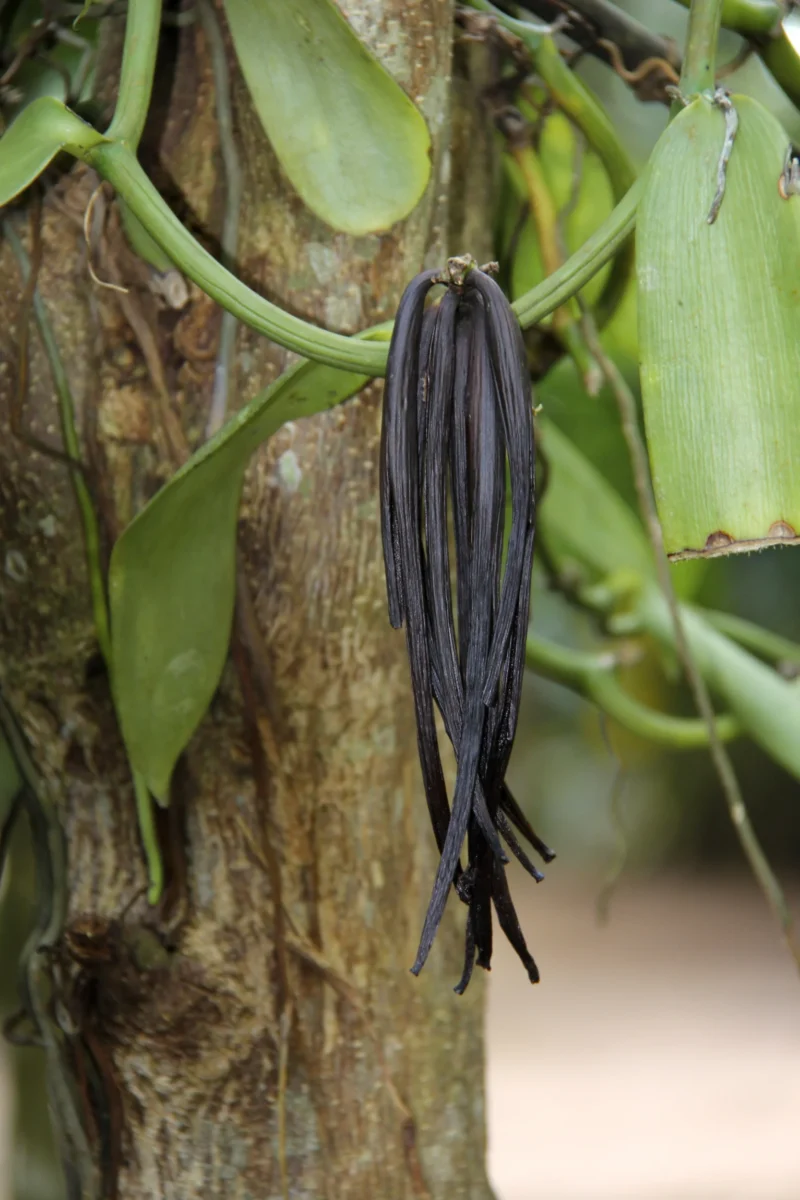 Vanilkové struky na orchidei – spice tour, Zanzibar
