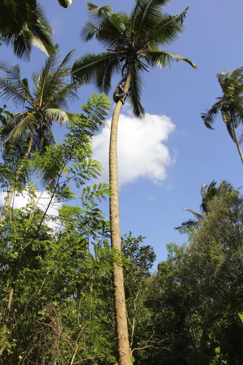 Kokosová palma – spice tour, Zanzibar
