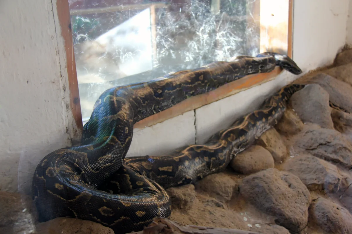Snake Park, Arusha, Tanzánia