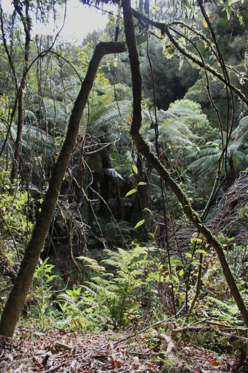 Waitomo Caves, Nový Zéland