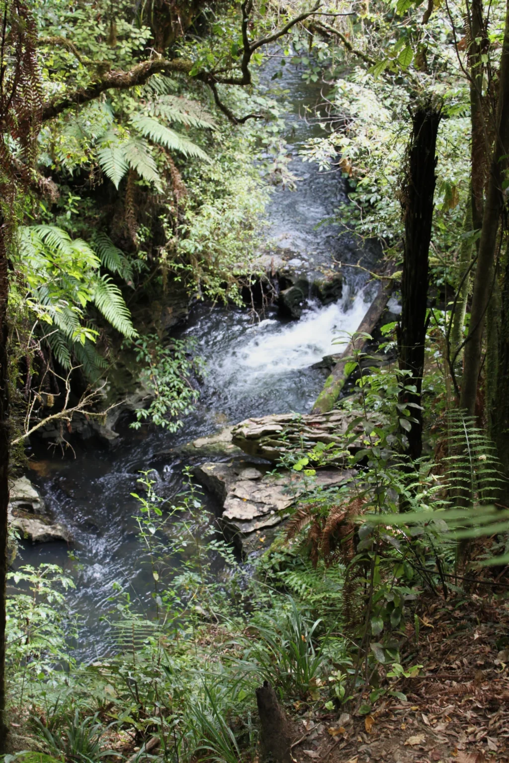 Waitomo Caves, Nový Zéland