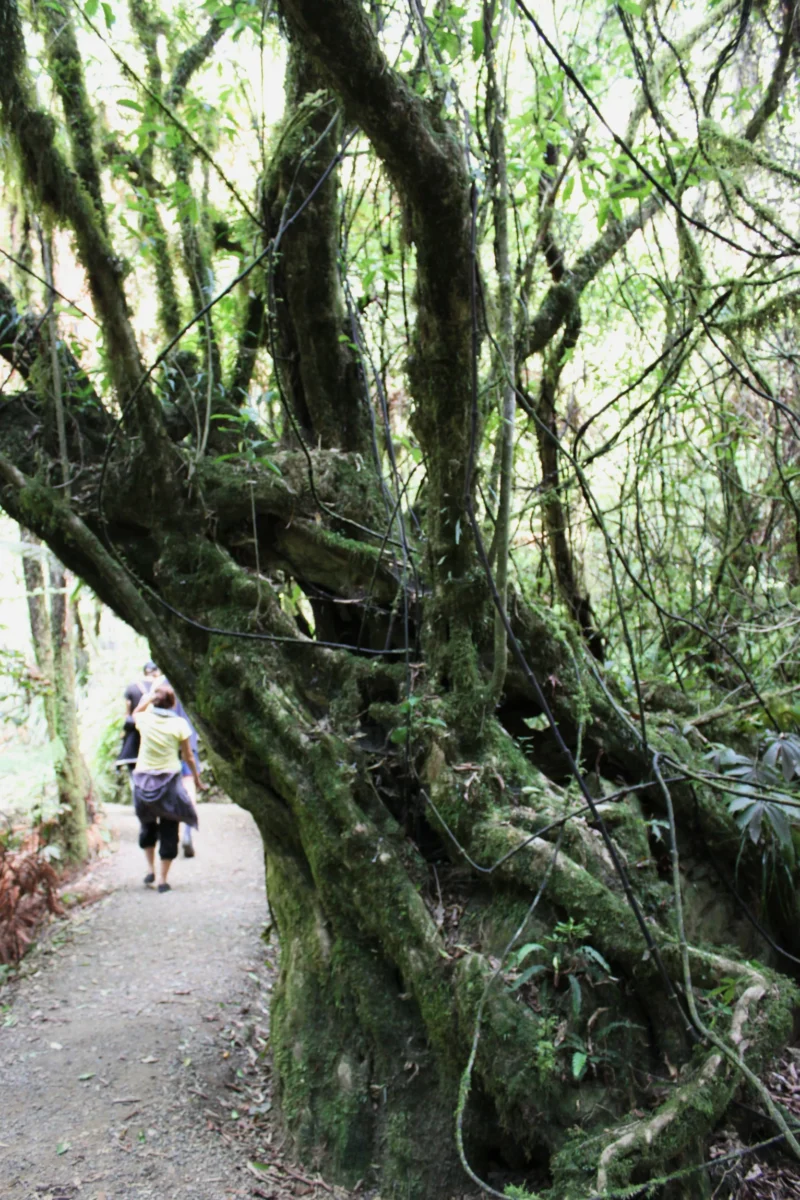 Waitomo Caves, Nový Zéland
