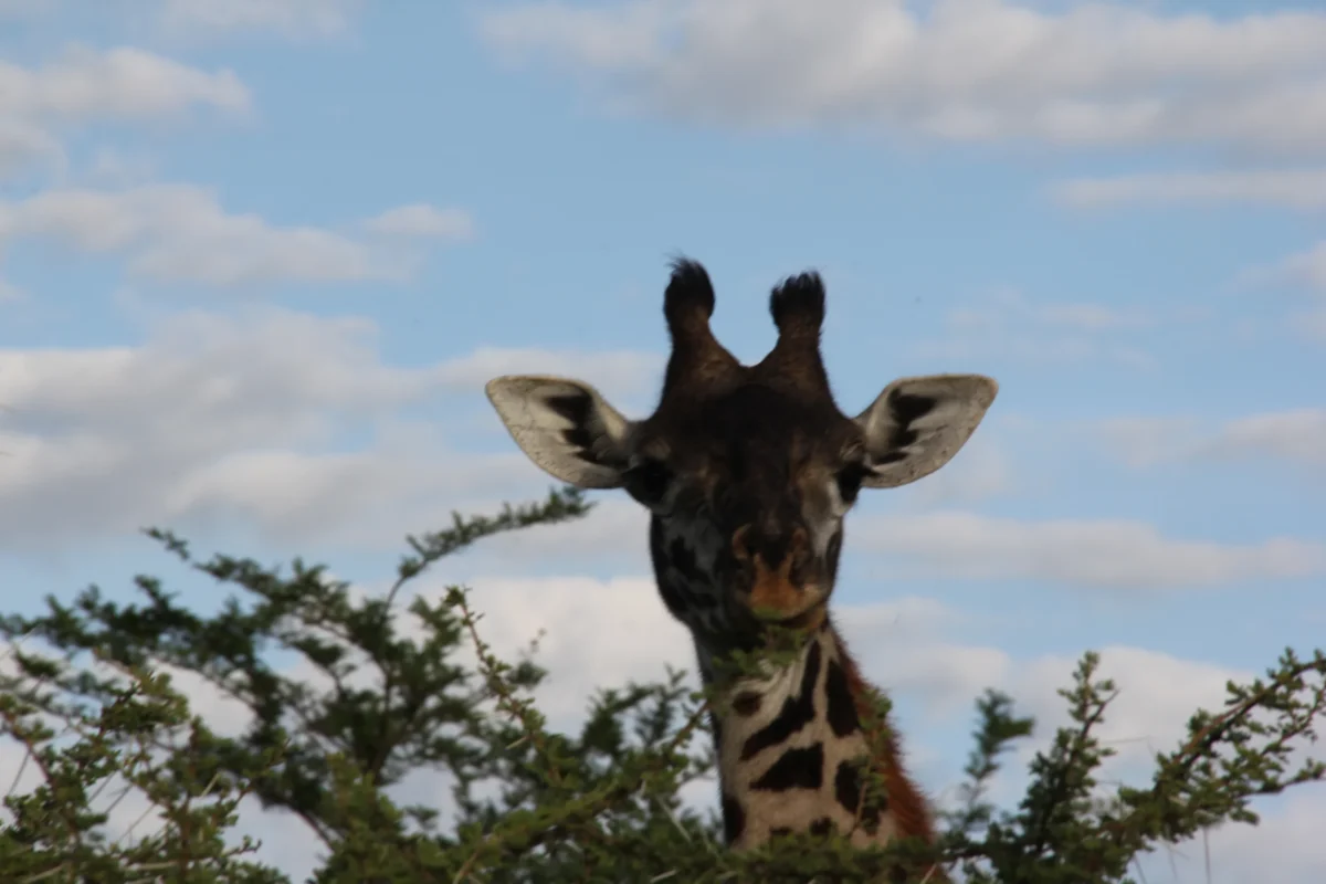 Serengeti, Tanzánia