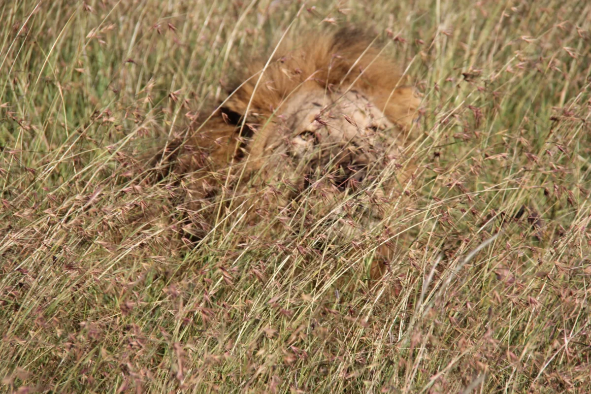 Serengeti, Tanzánia