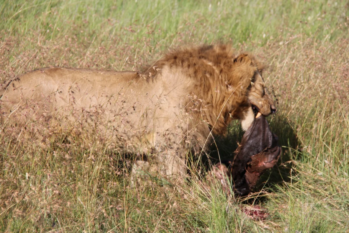 Kráter Ngorongoro, Tanzánia