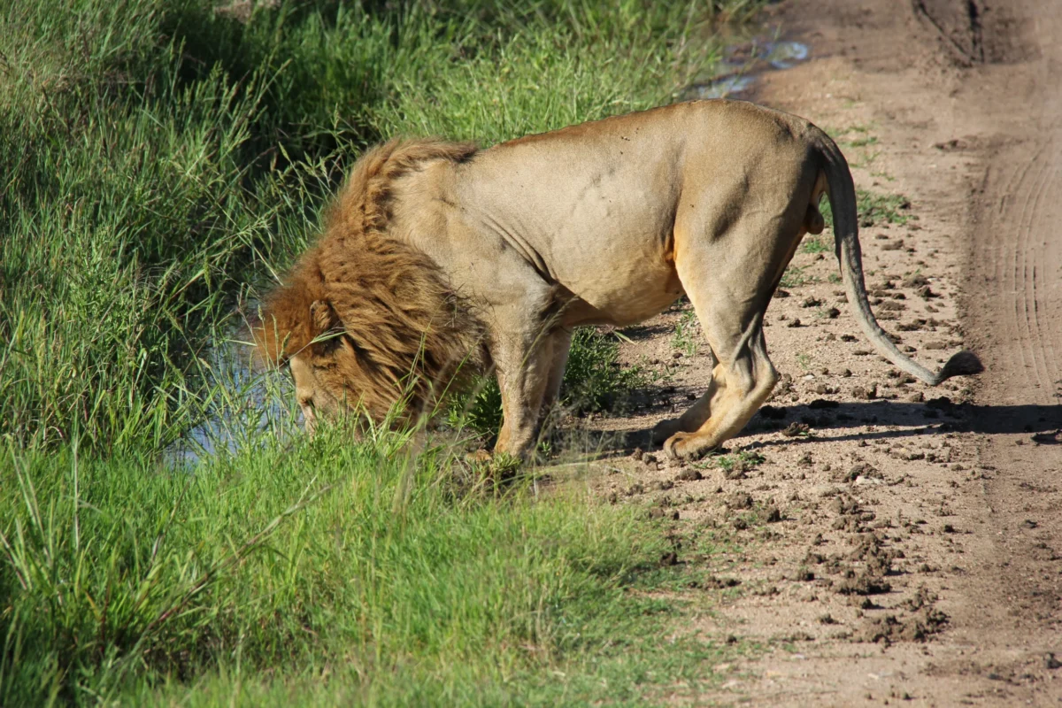 Kráter Ngorongoro, Tanzánia