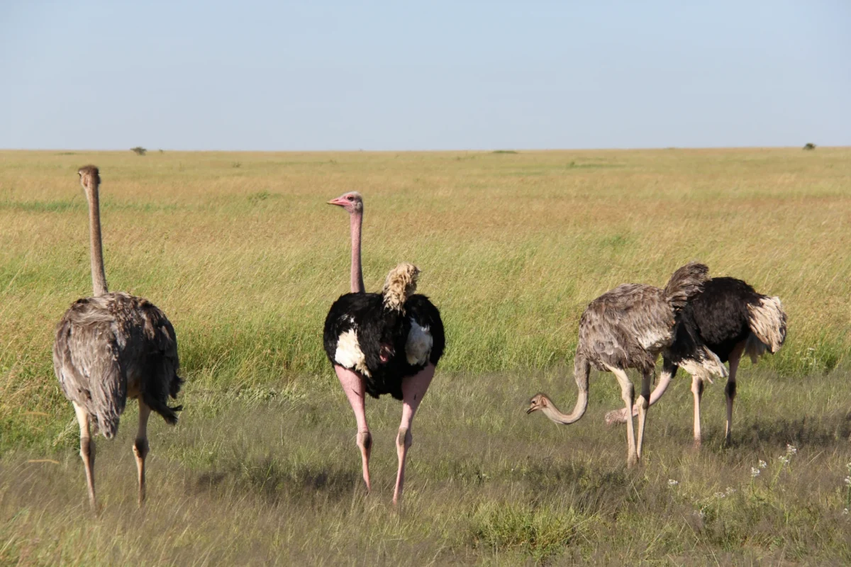 Kráter Ngorongoro, Tanzánia