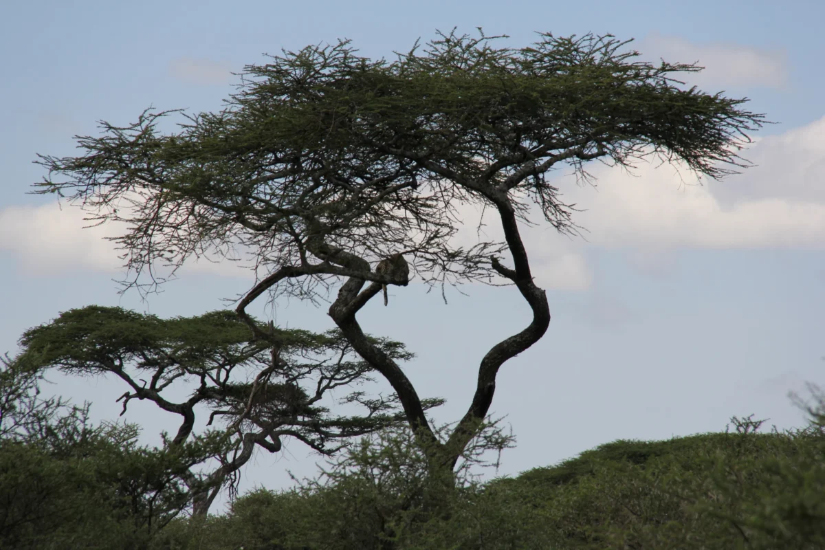 Kráter Ngorongoro, Tanzánia