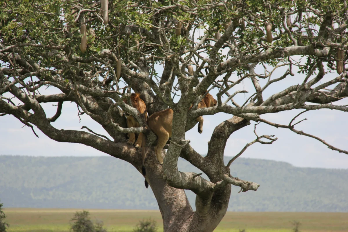 Kráter Ngorongoro, Tanzánia