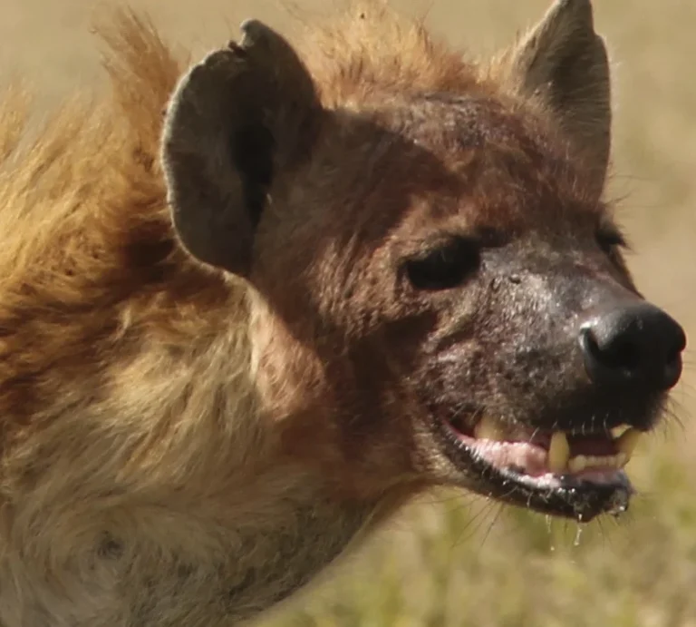 Kráter Ngorongoro, Tanzánia