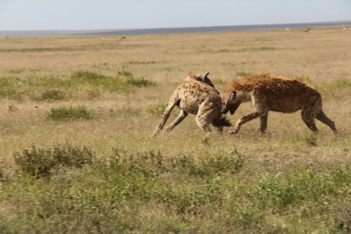 Kráter Ngorongoro, Tanzánia