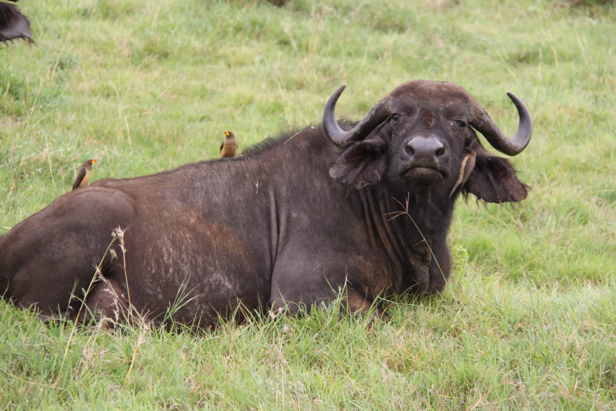 Kráter Ngorongoro, Tanzánia