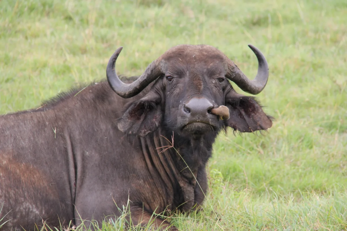Kráter Ngorongoro, Tanzánia
