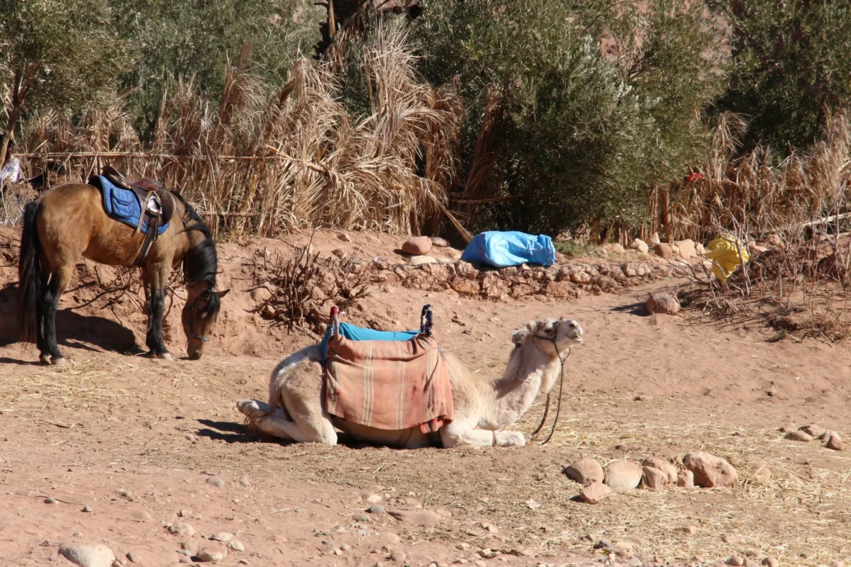 Maroko – Sahara, Merzouga
