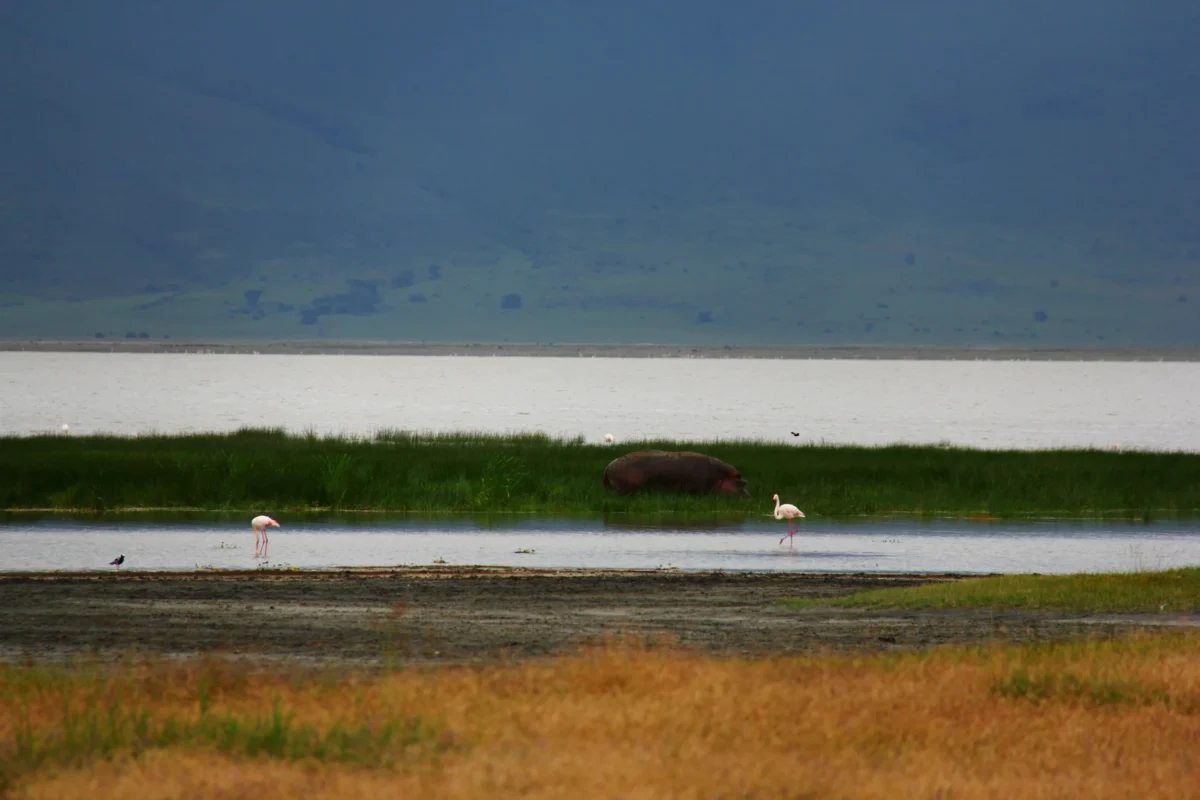 Hroch a plameniaky pri jazere v kráteri Ngorongoro