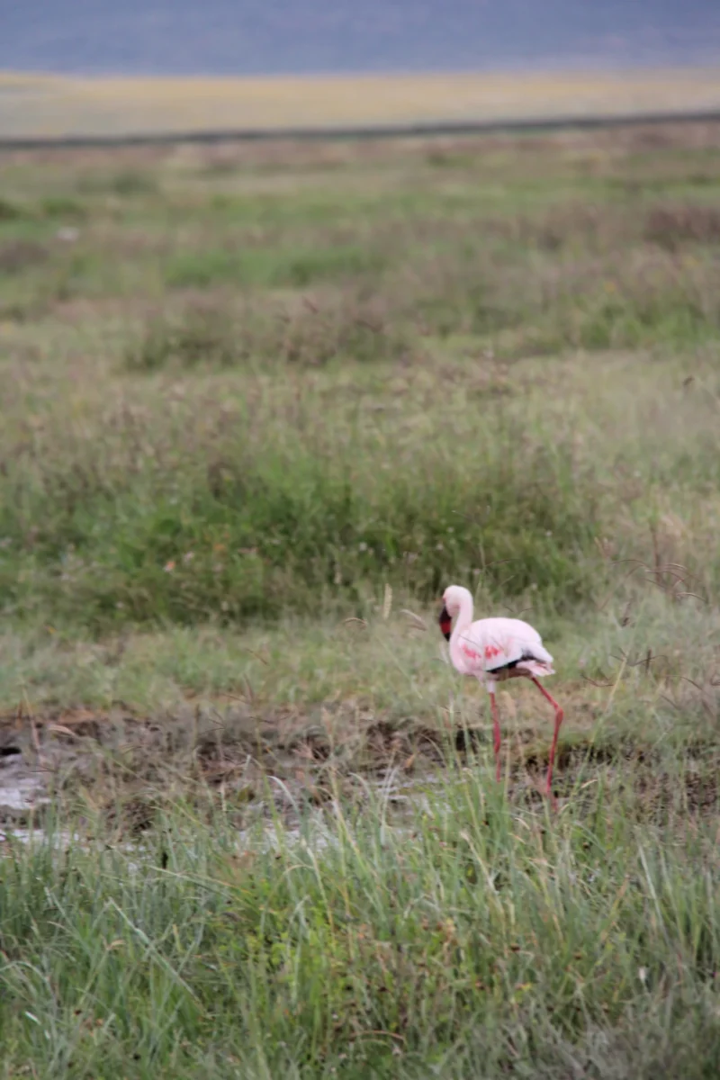 Ngorongoro – miesto, ktoré zanechá stopu na srdci