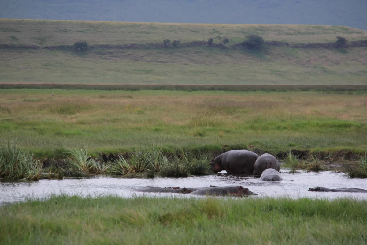Ngorongoro – miesto, ktoré zanechá stopu na srdci