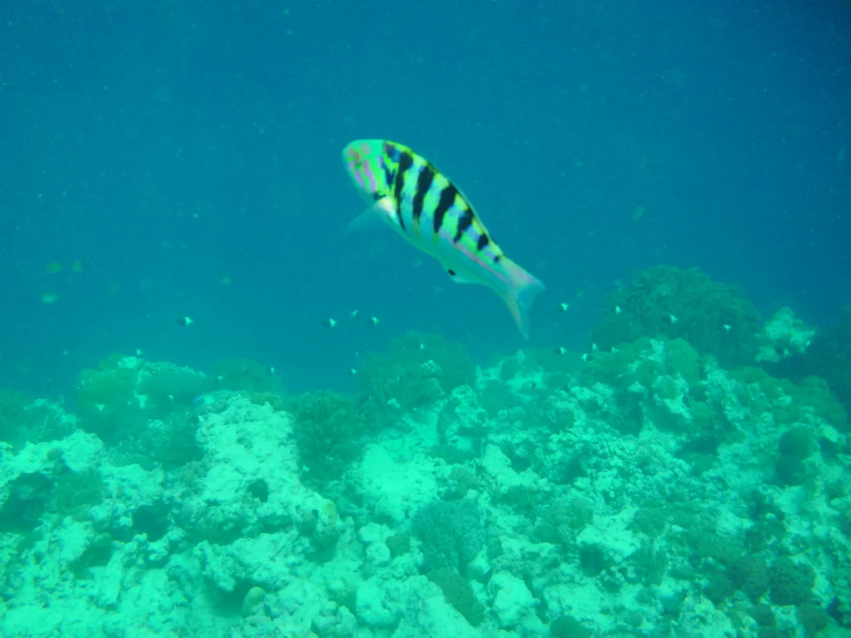 Nungwi – snorkeling trip