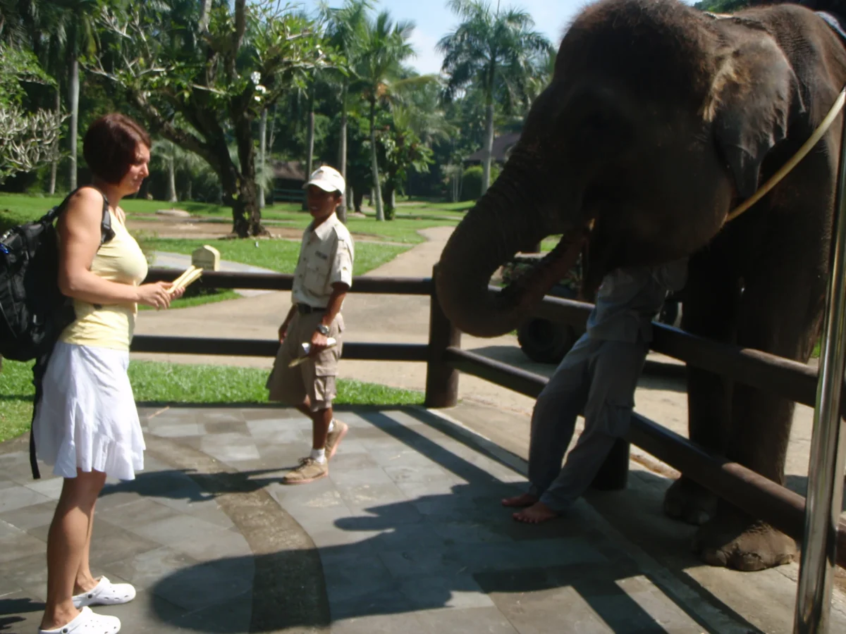Kŕmenie slona – Elephant Safari Park Taro, Bali
