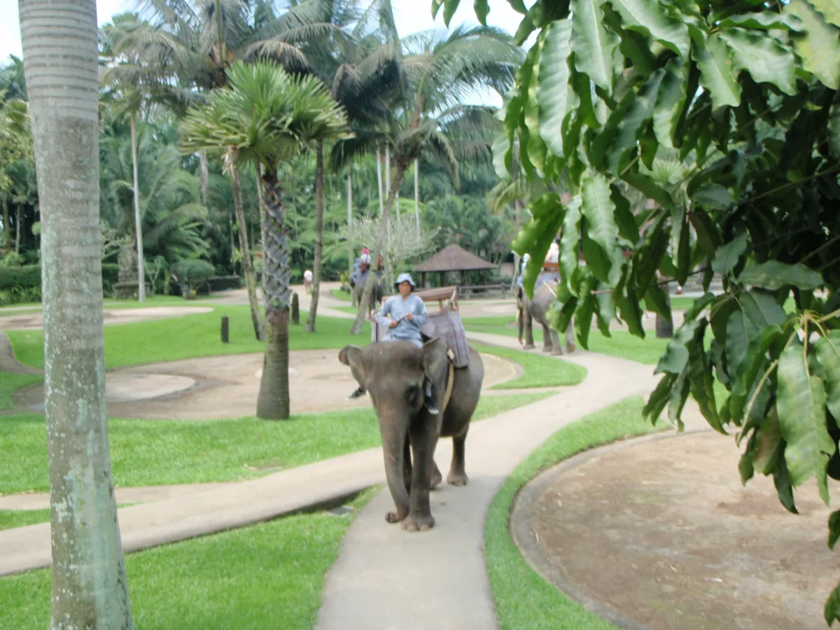 Slon v parku – Elephant Safari Park Taro, Bali