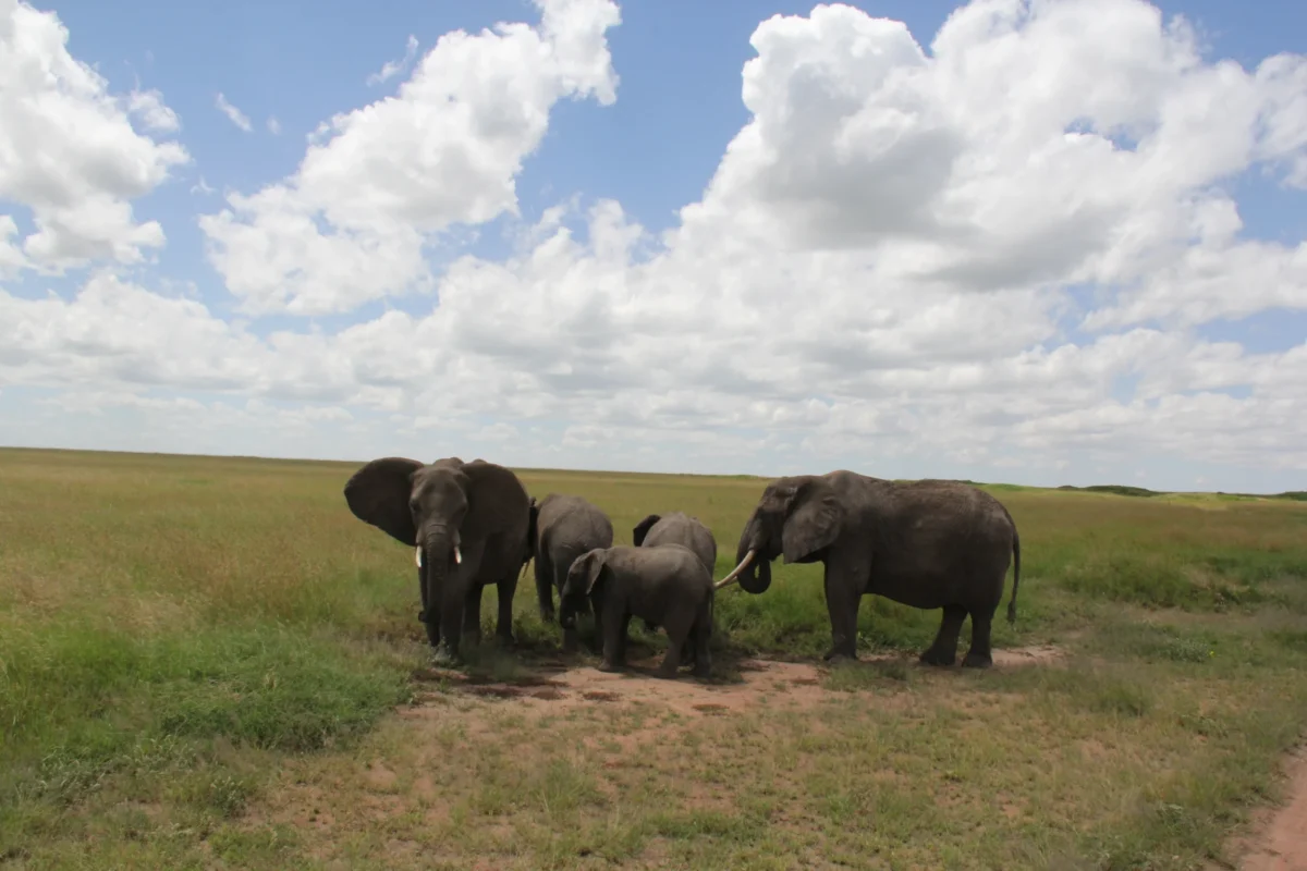 Serengeti