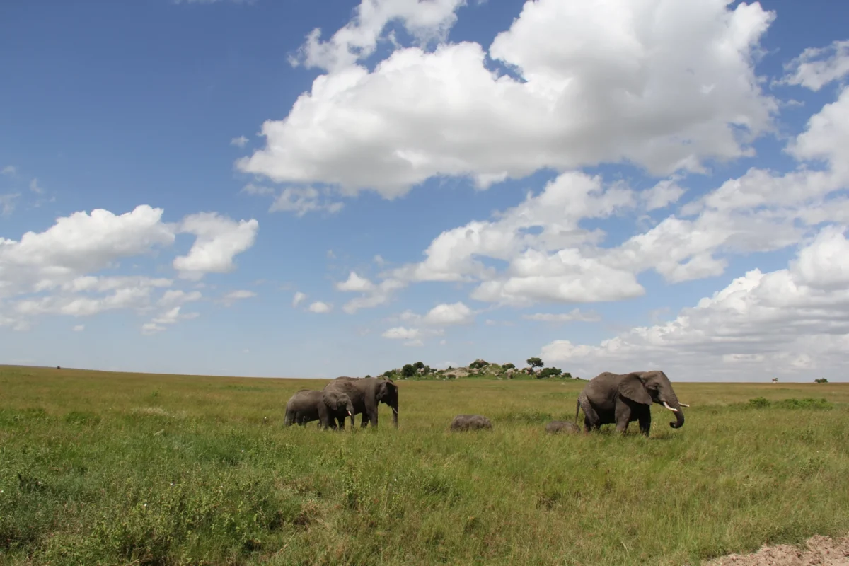 Serengeti – lev na obede a „zase zebra“