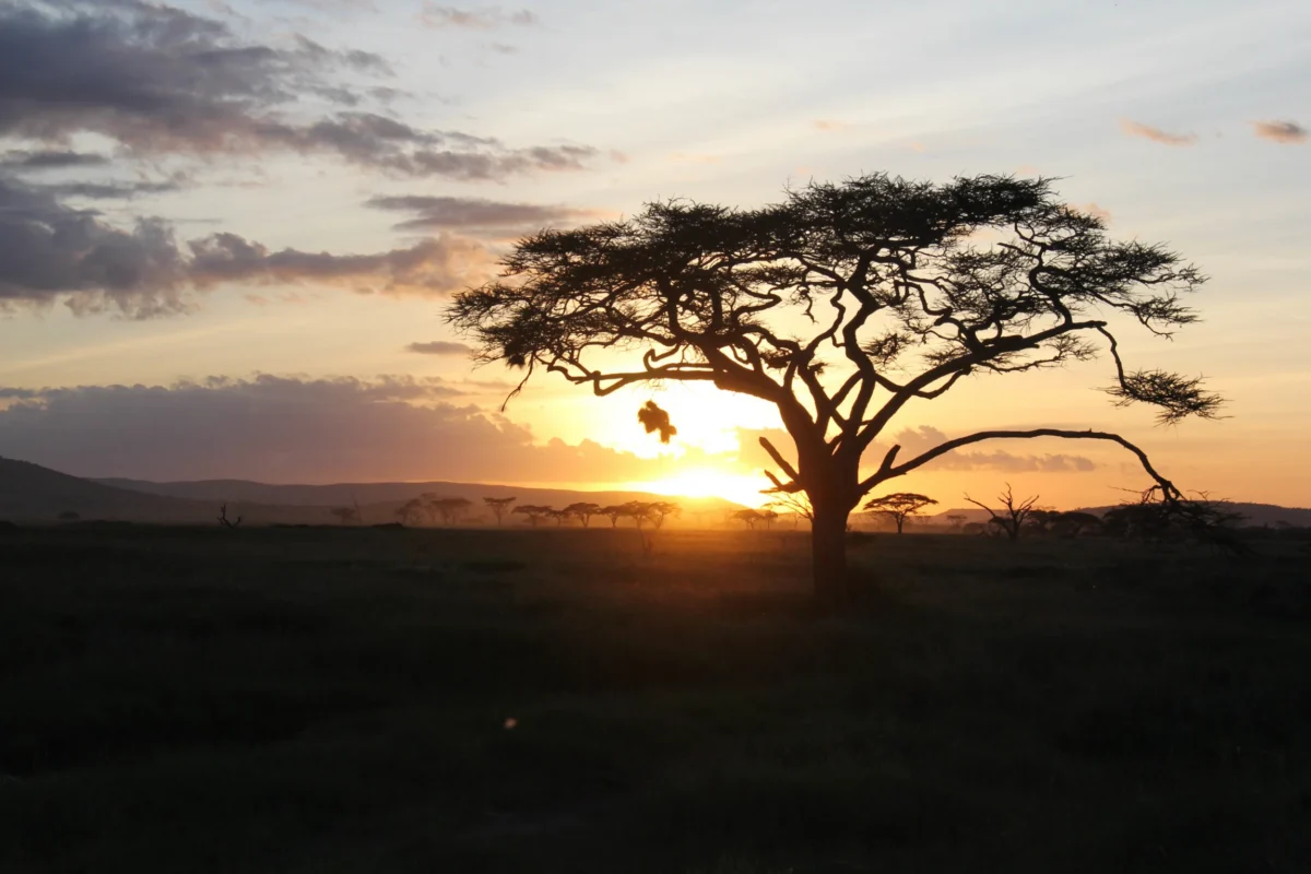 Serengeti – lev na obede a „zase zebra“