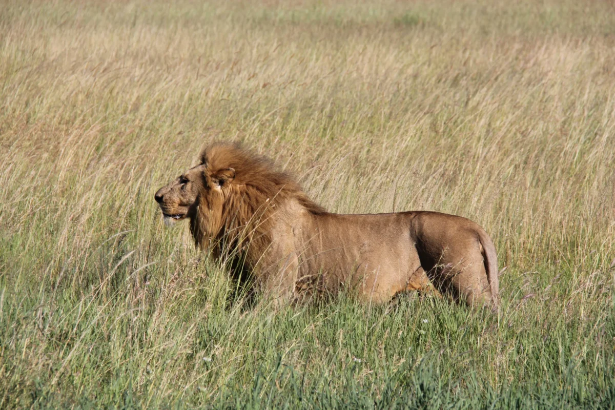 Serengeti – lev na obede a „zase zebra“