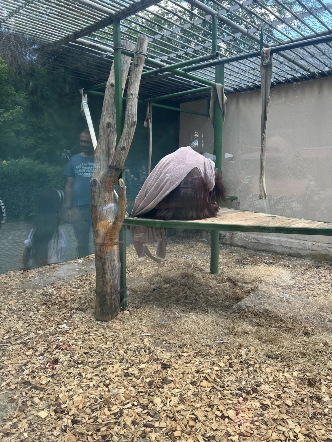 Opica v zoo